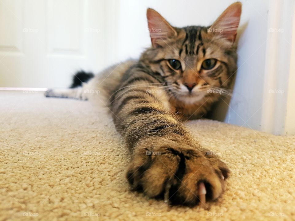 YOUNG MAINECOON TABBY CAT LAYING ON A CARPET WITH PAW STRETCHED OUT TRYING TO ATTACK THE CAMERA.