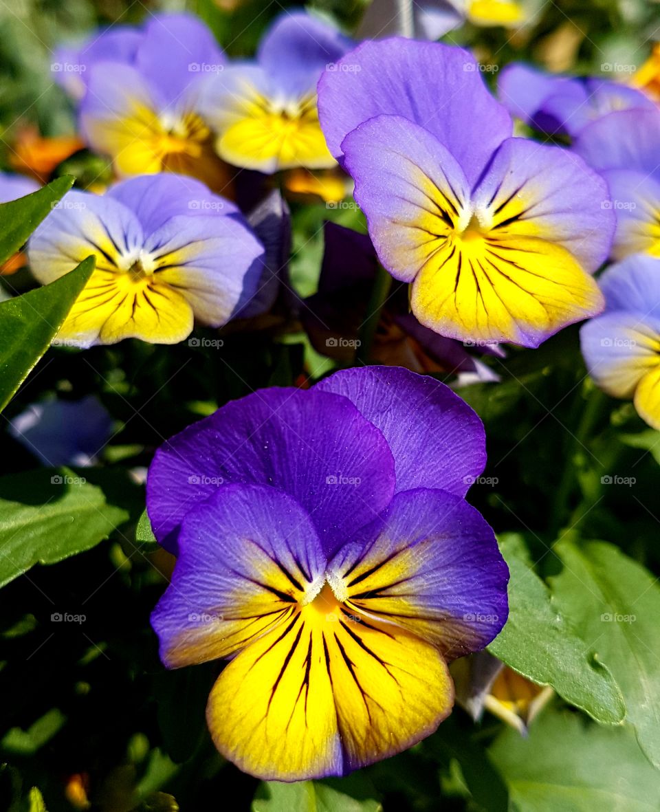 Blooming pansy flowers in bright colors in spring