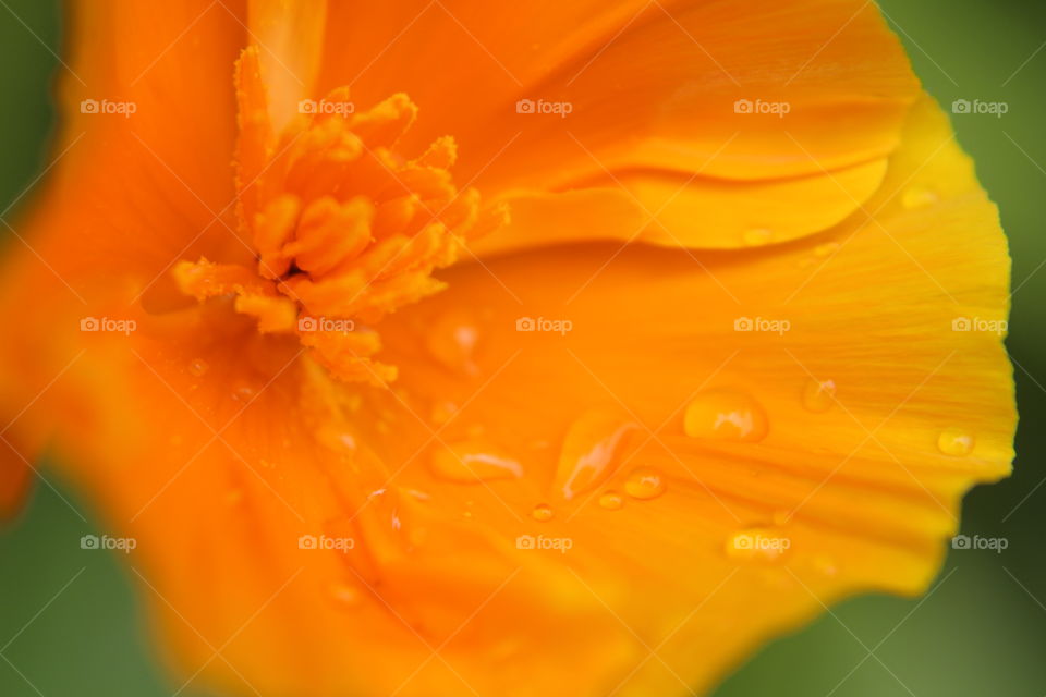 Rainy days in garden