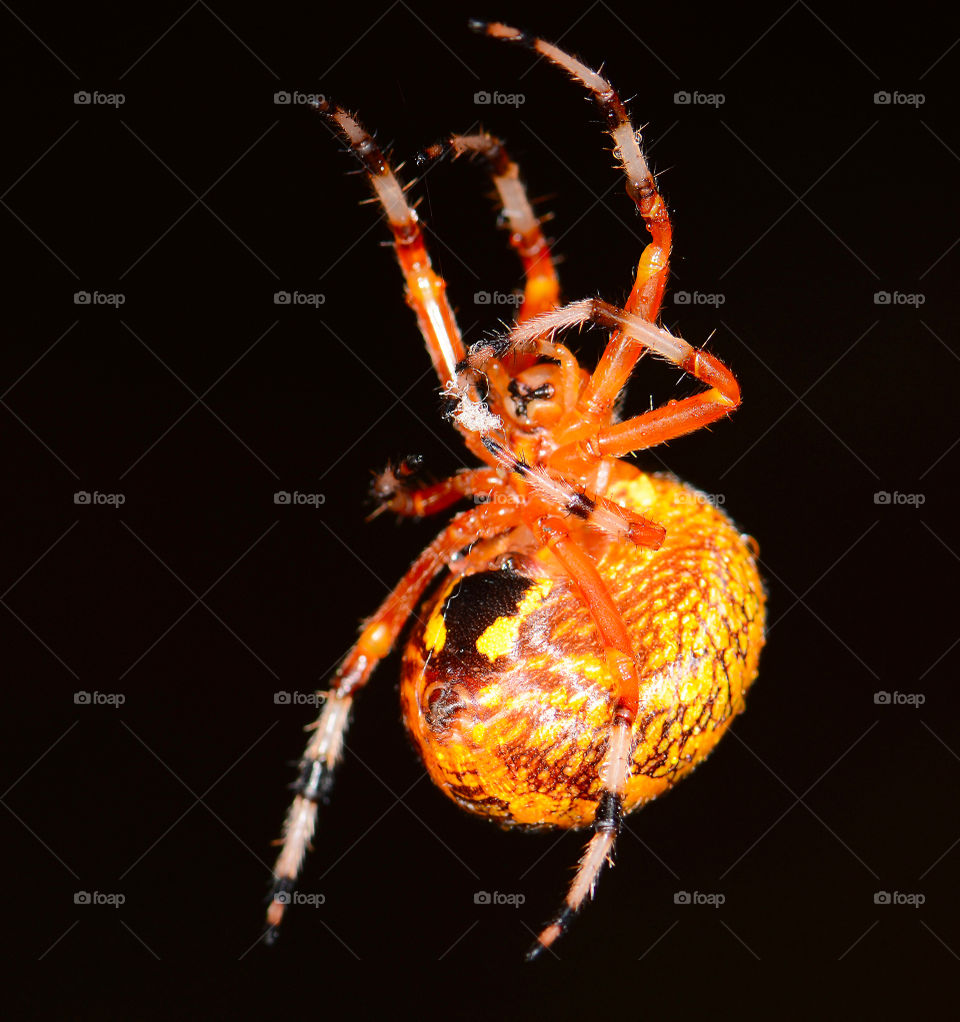 Marbles Orb Weaver Spider