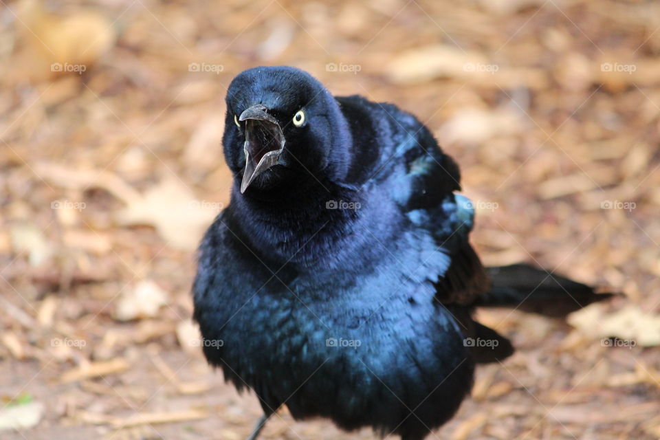 Puffed Up Black Bird