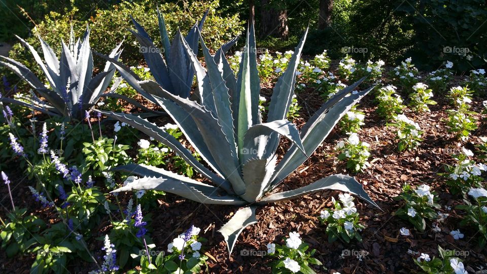 the Agave plant