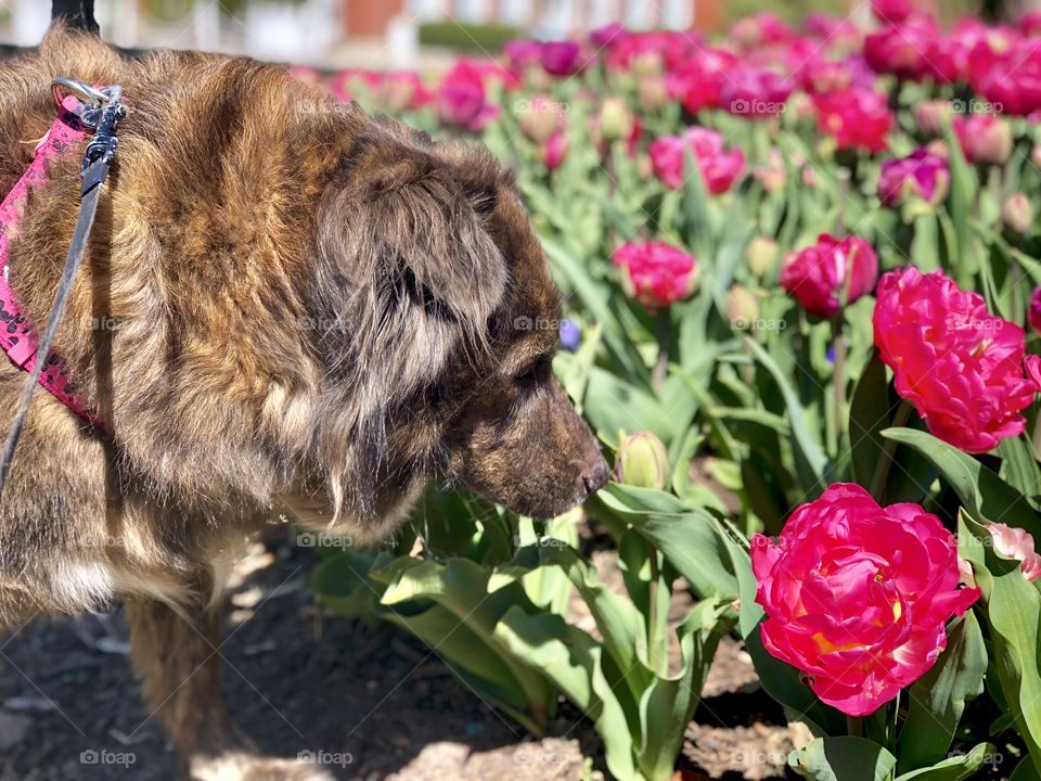 Smelling the spring flowers