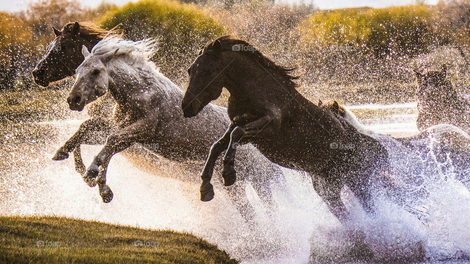 horses running in the river