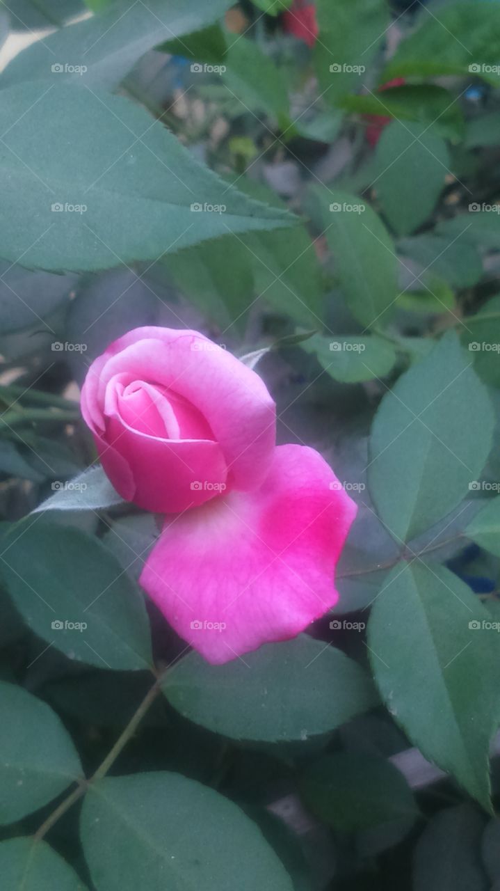 rosey