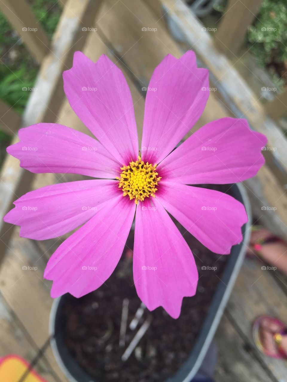 Pink flower close up