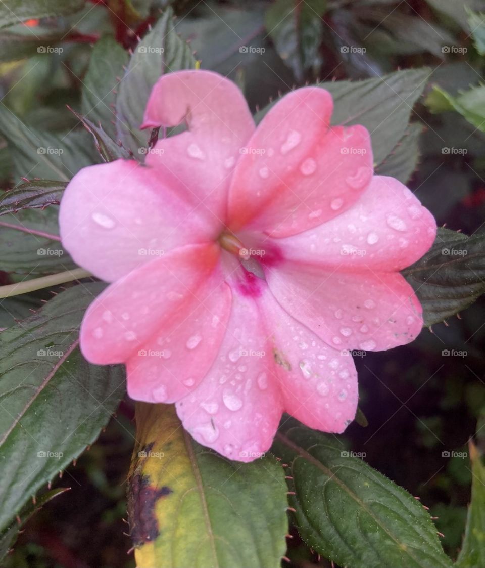 🌹 🇺🇸 Very beautiful flowers to brighten our day.  Live nature and its beauty. Did you like the delicate petals? / 🇧🇷 Flores muito bonitas para alegrar nosso dia. Viva a natureza e sua beleza. Gostaram das pétalas delicadas? 
