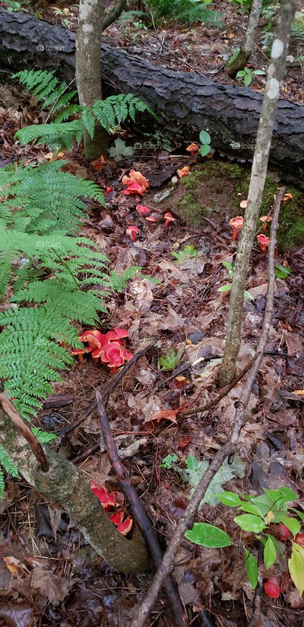 Forest mushrooms 🍄
