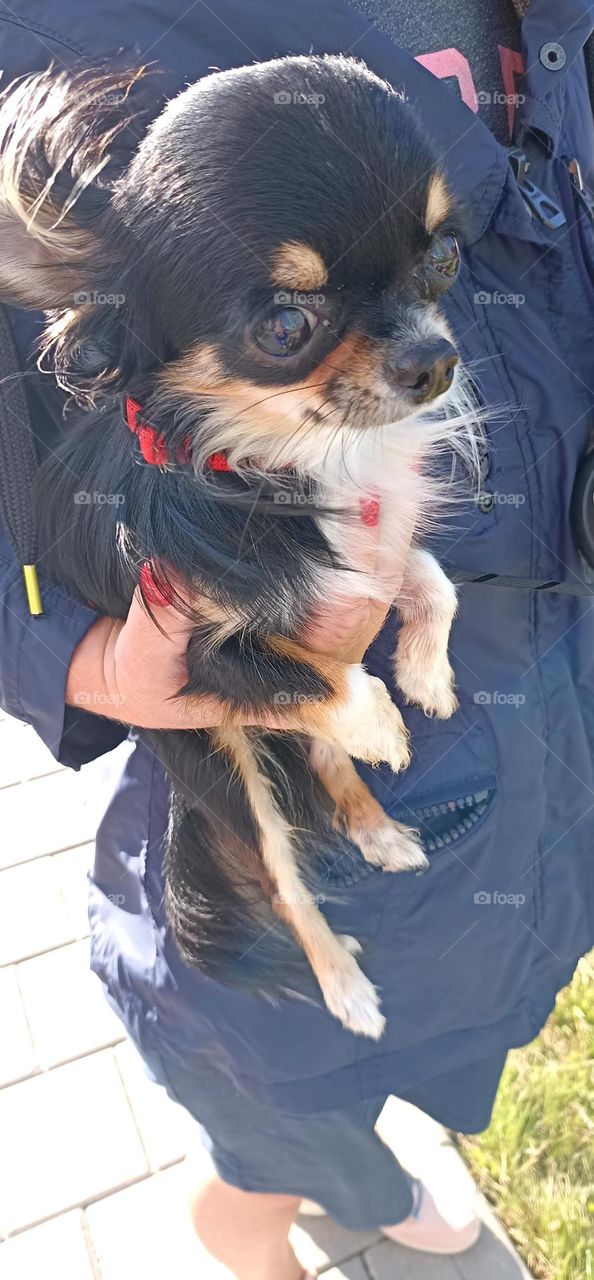 little purebred dog in the female hand, love pet