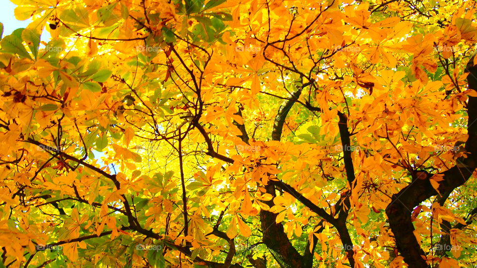 Natur Herbst Blätter