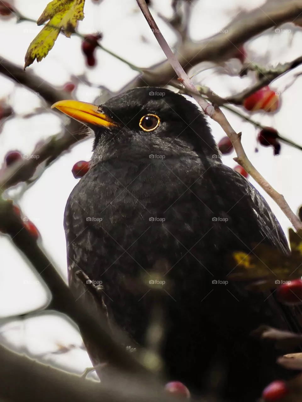 Blackbird