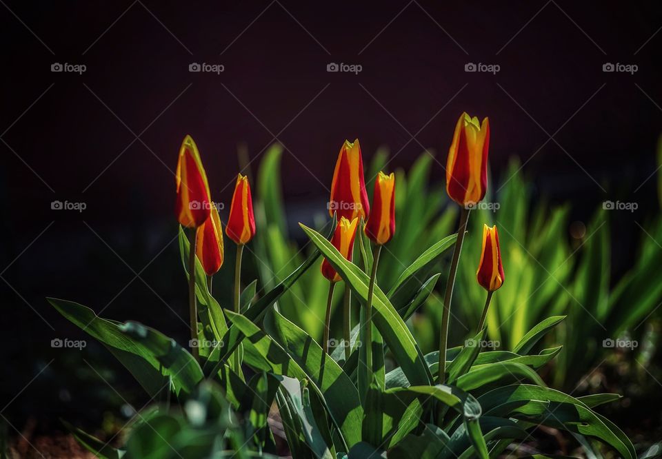 Tulips