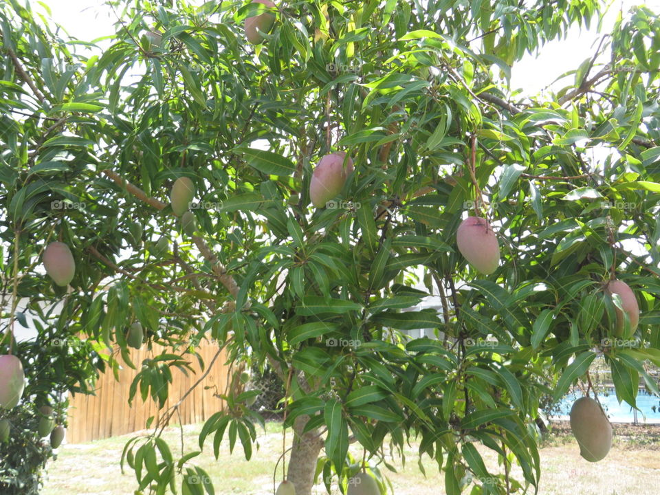 Florida mango tree