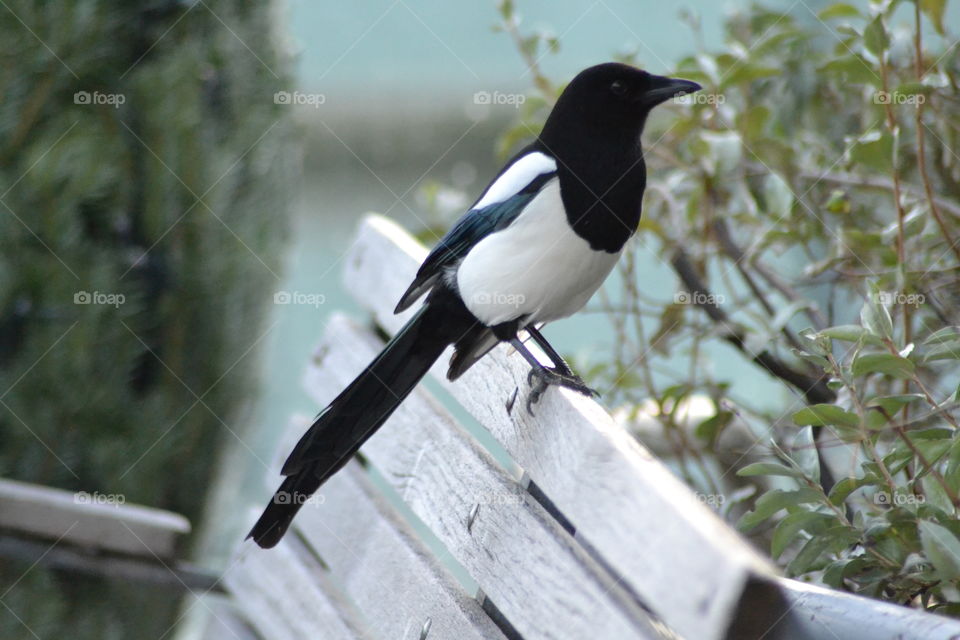 Black and white bird on a bench