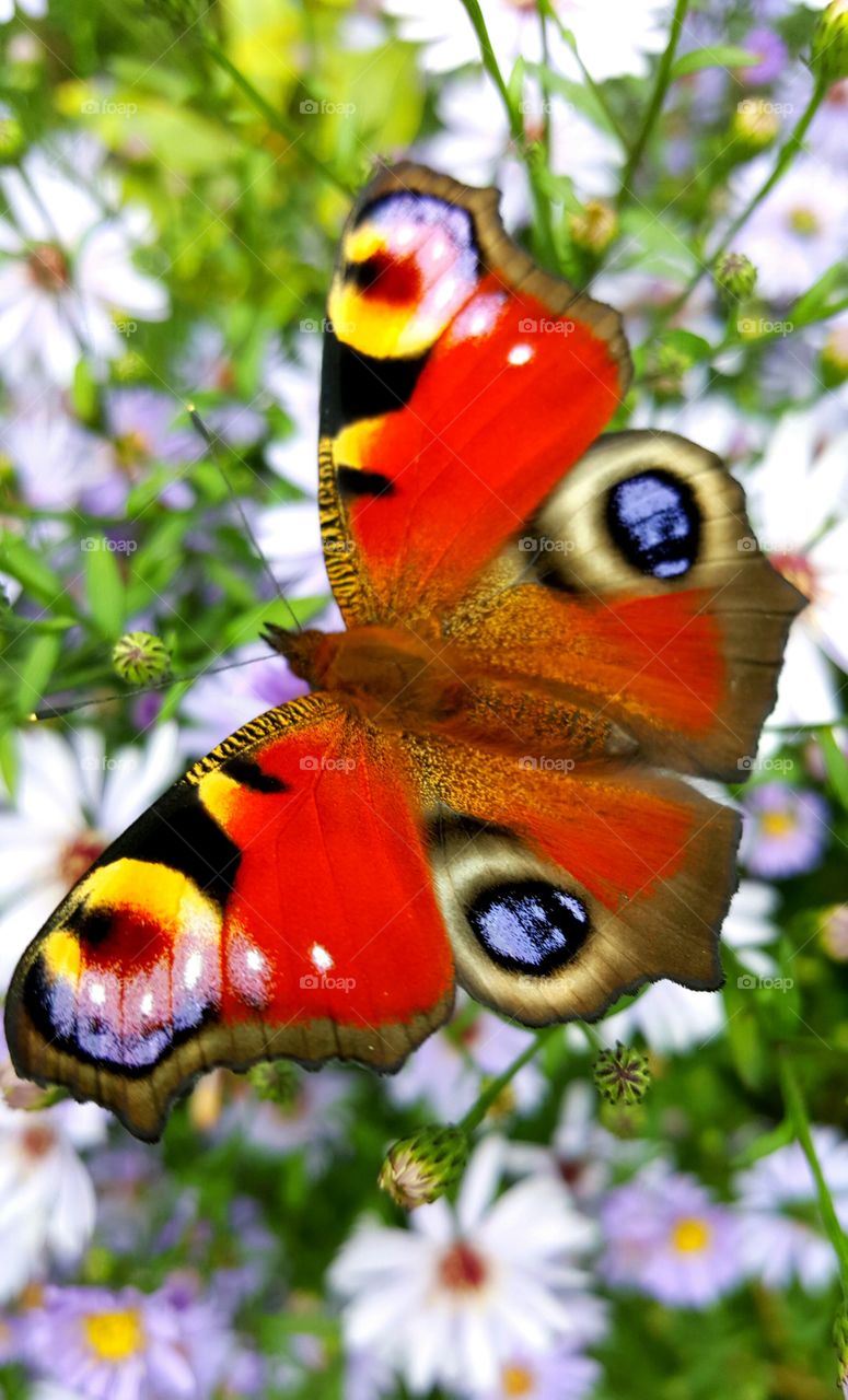 Beautiful butterfly on flowers