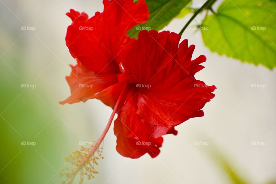 Hibiscus flower candid shot on camera