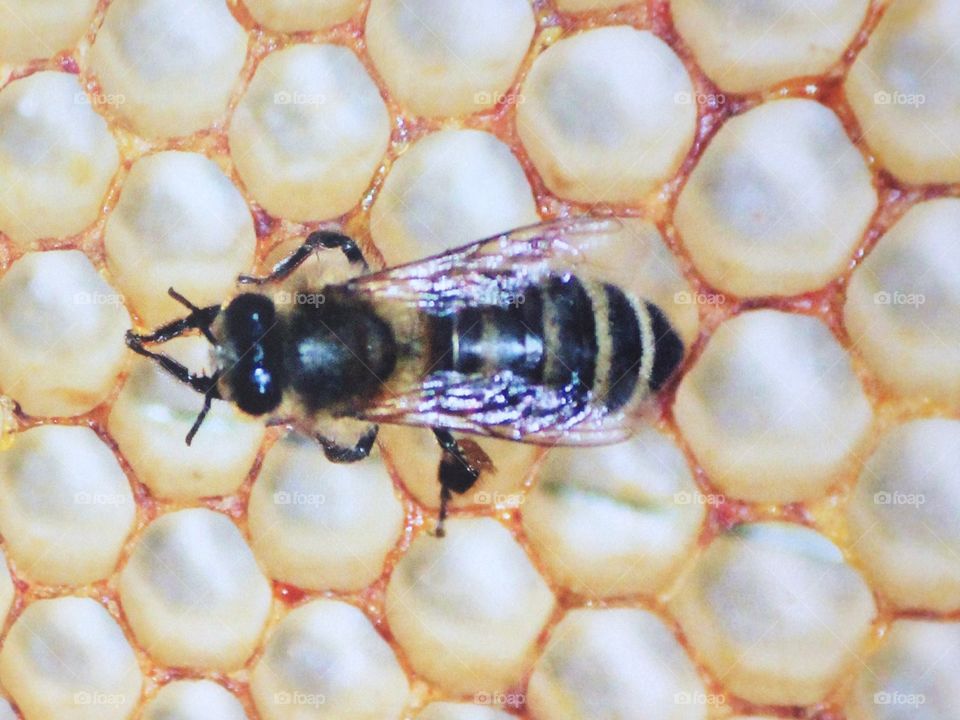 African honey bee wasp in honeycomb hive 
