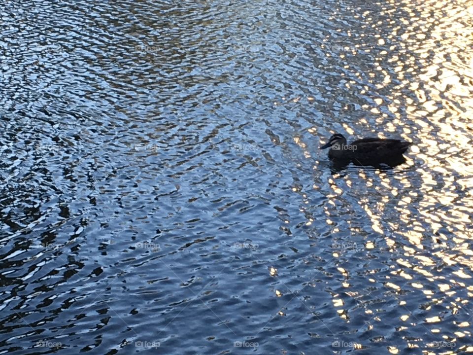 A Bird on the water.