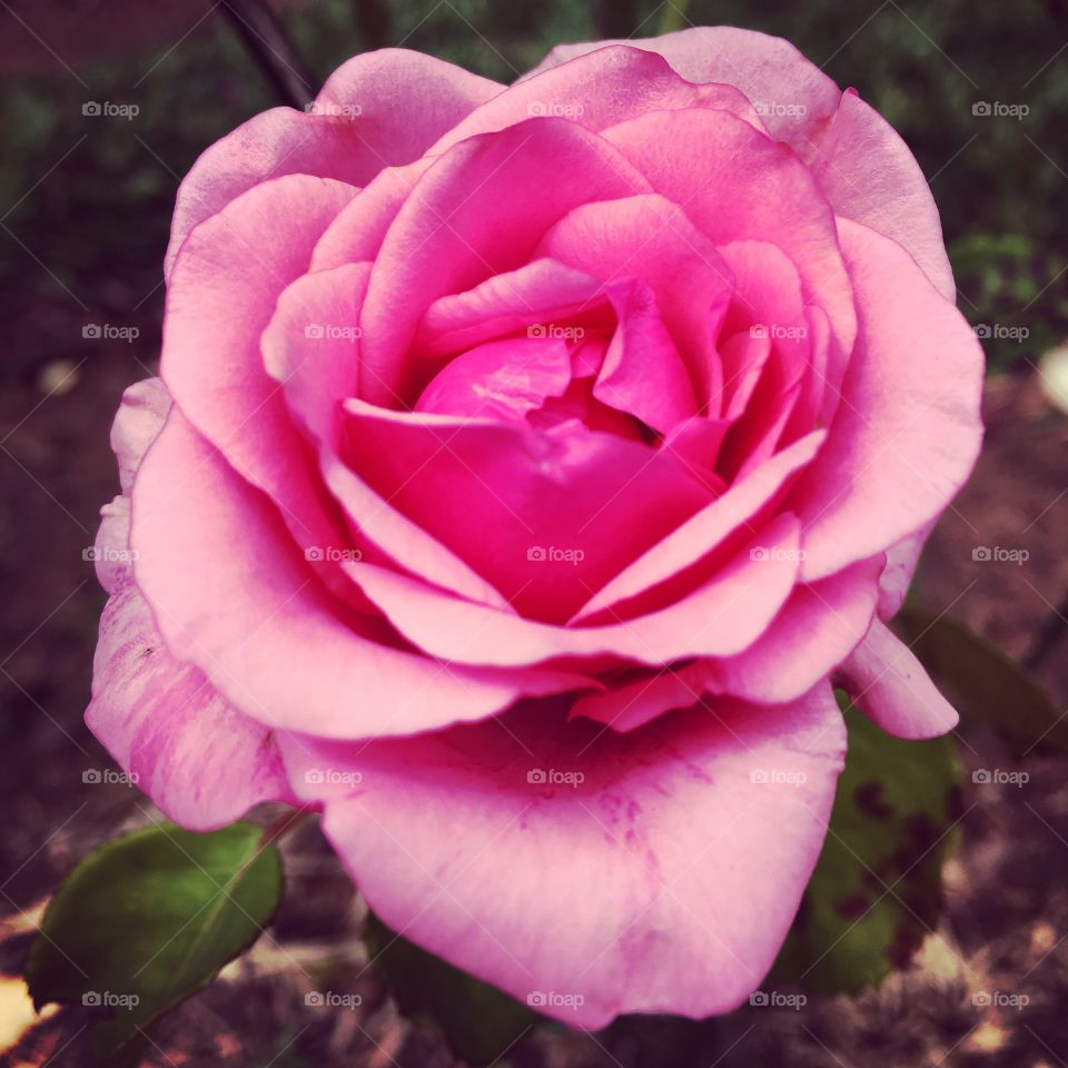 Depois do exercício físico, alongar no #jardim contemplando as #flores. Tem algo mais relaxante?
E essa #roseira de #pétalas belíssimas?
Uma #rosa “cor-de-rosa”!