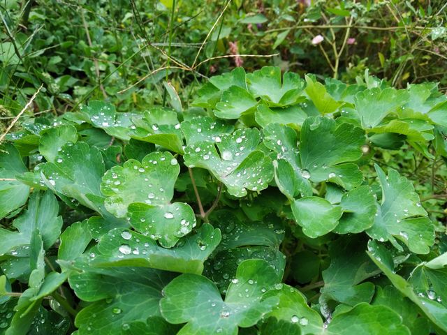 dew