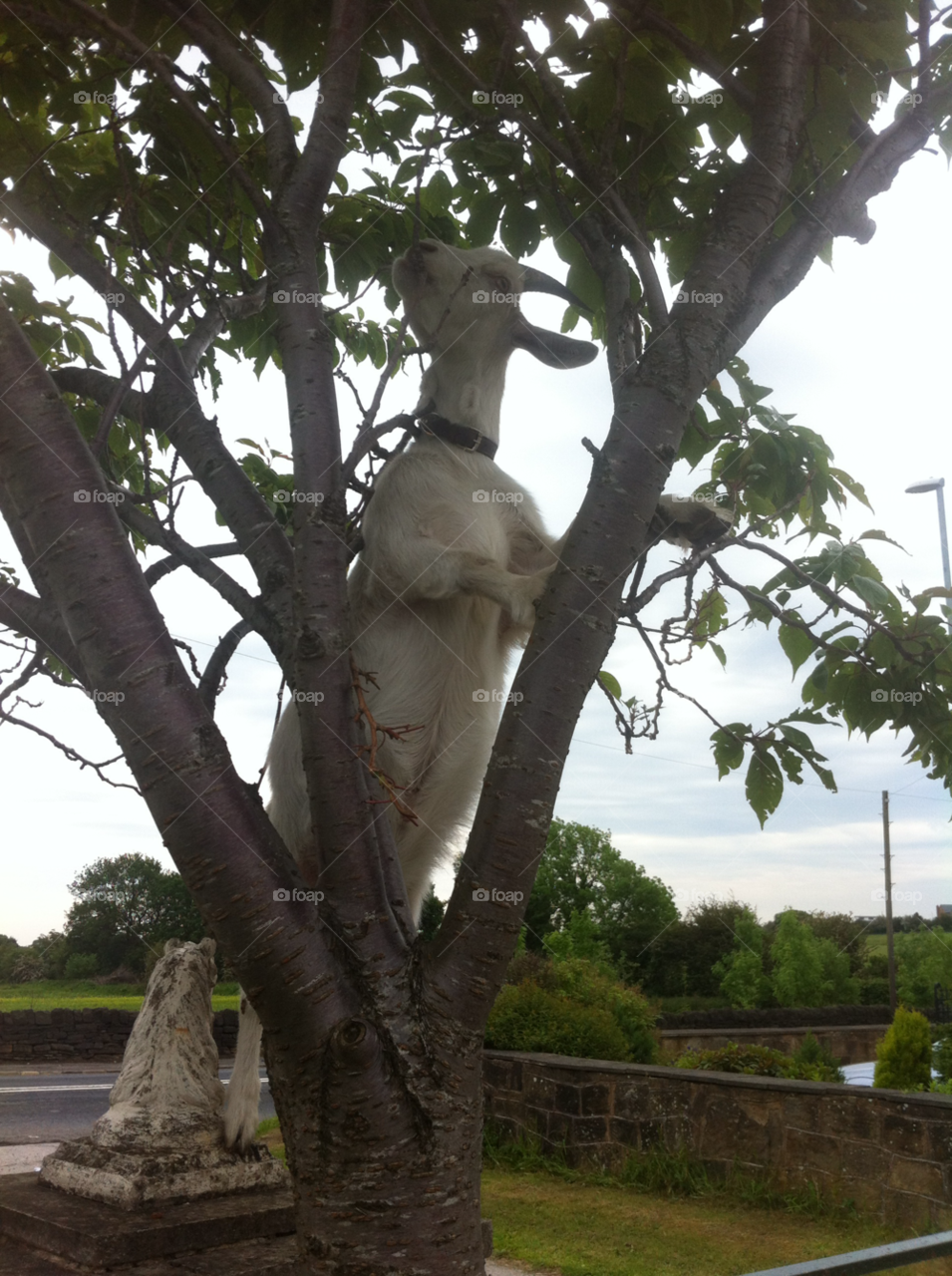 Goat eating tree