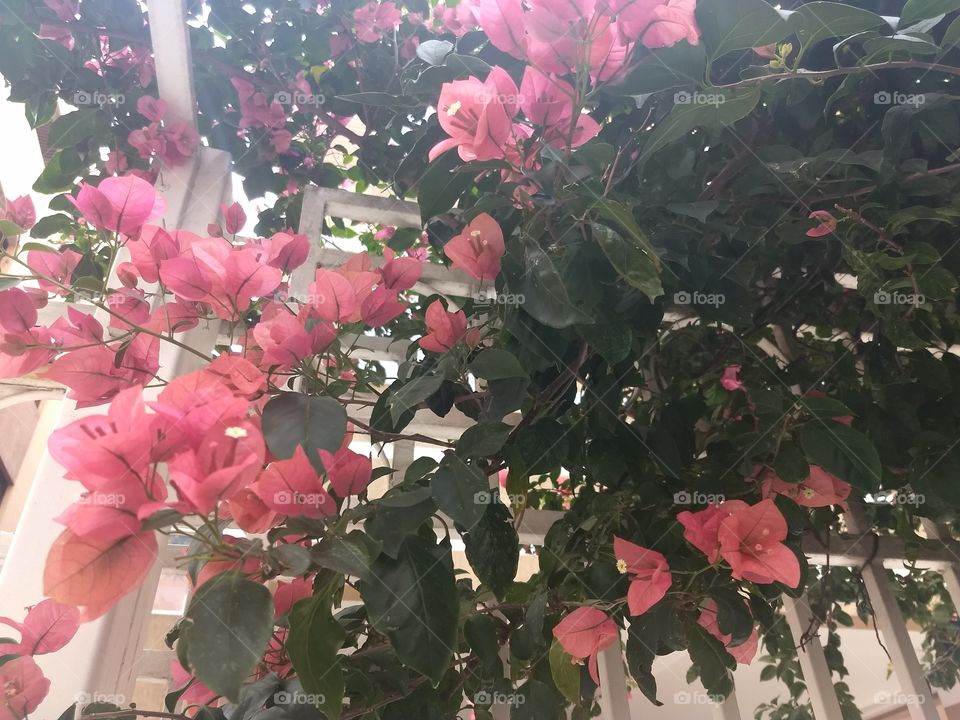 Bougainvilles
