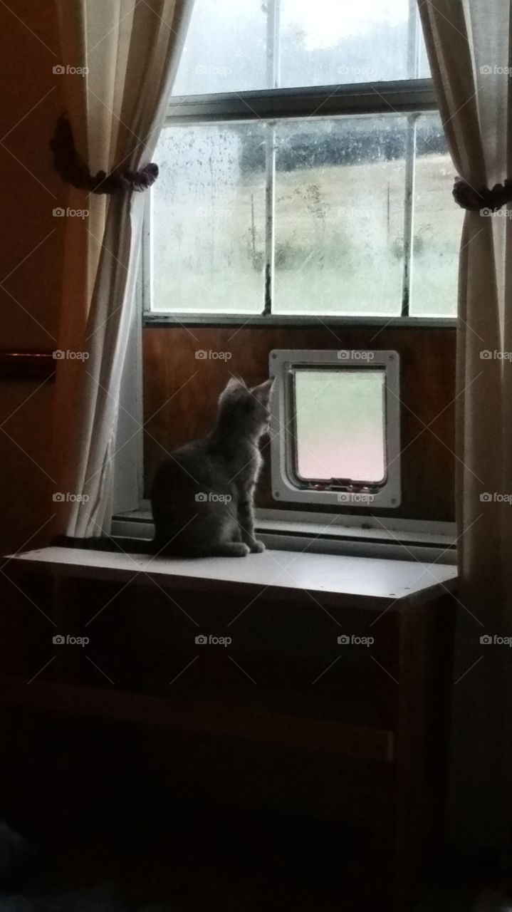 Kitten looking out cat door on a rainy day