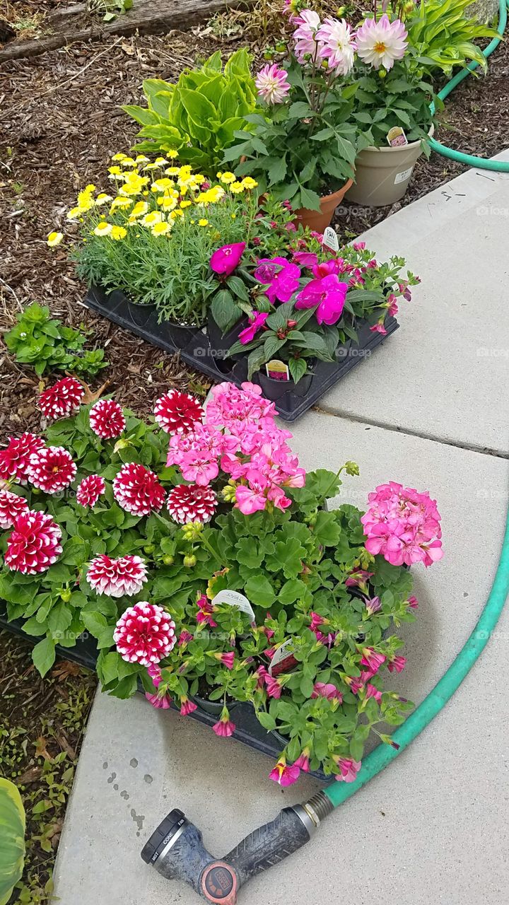 spring annuals ready to plant
