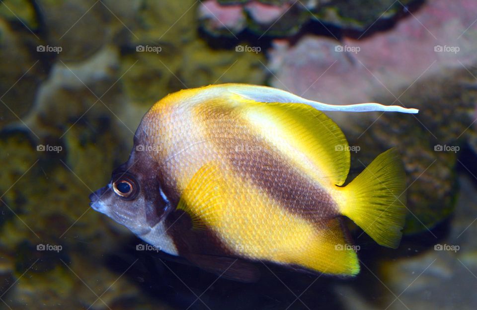 yellow fish under water closup photographs Corel reefs  Kuwait Aquariam salmiya all aseema