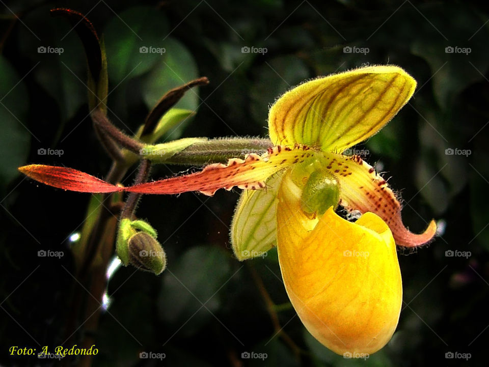 Yellow Orchi orchid