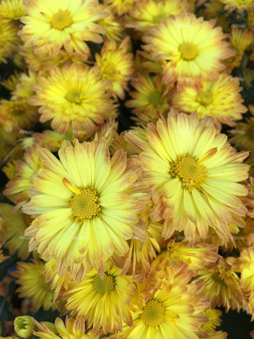 Yellow asters