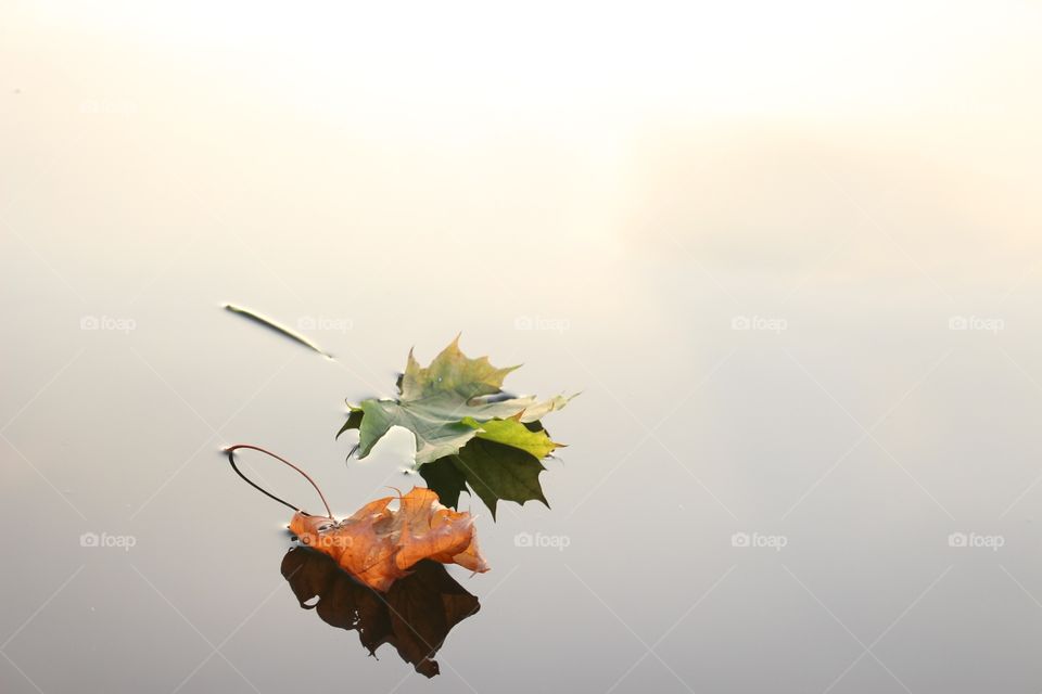 Foliage on the water surface