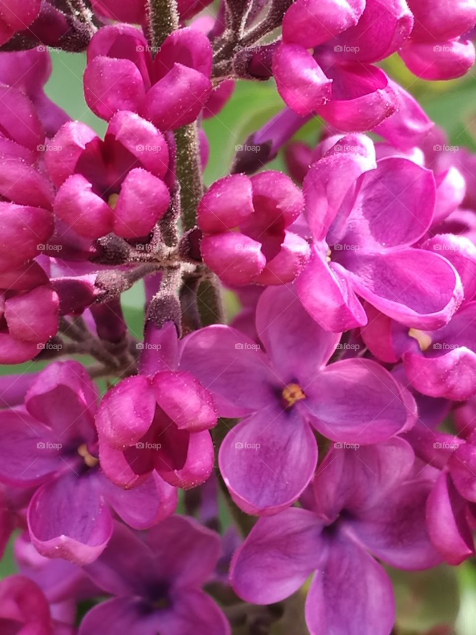 Cluster Of Pink Flowers