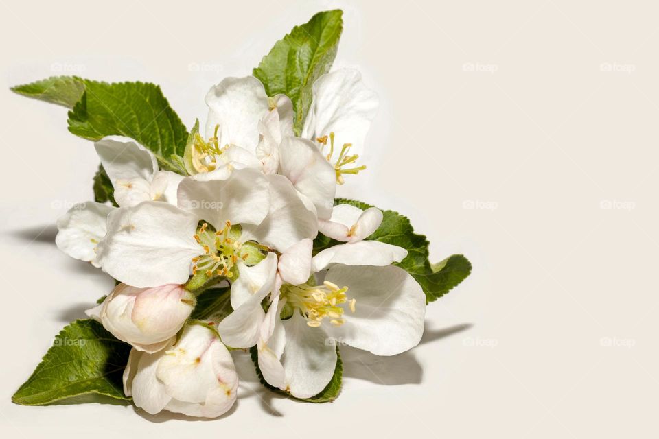 White blossoms on white background 