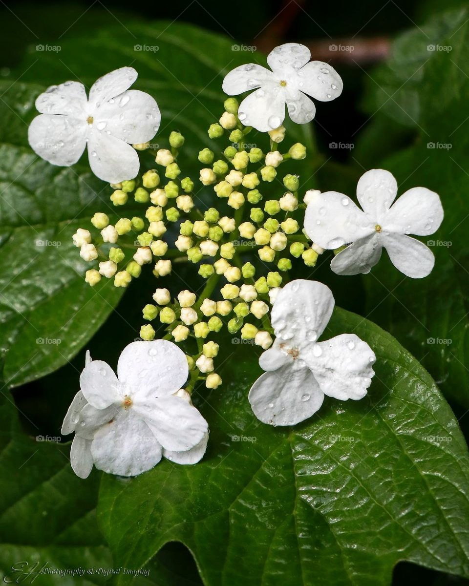 Star Flowers