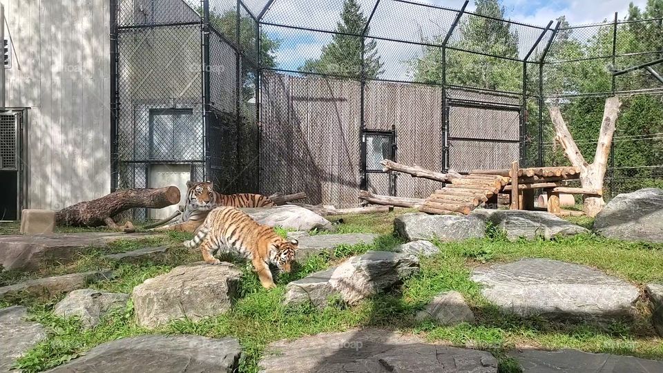 tiger