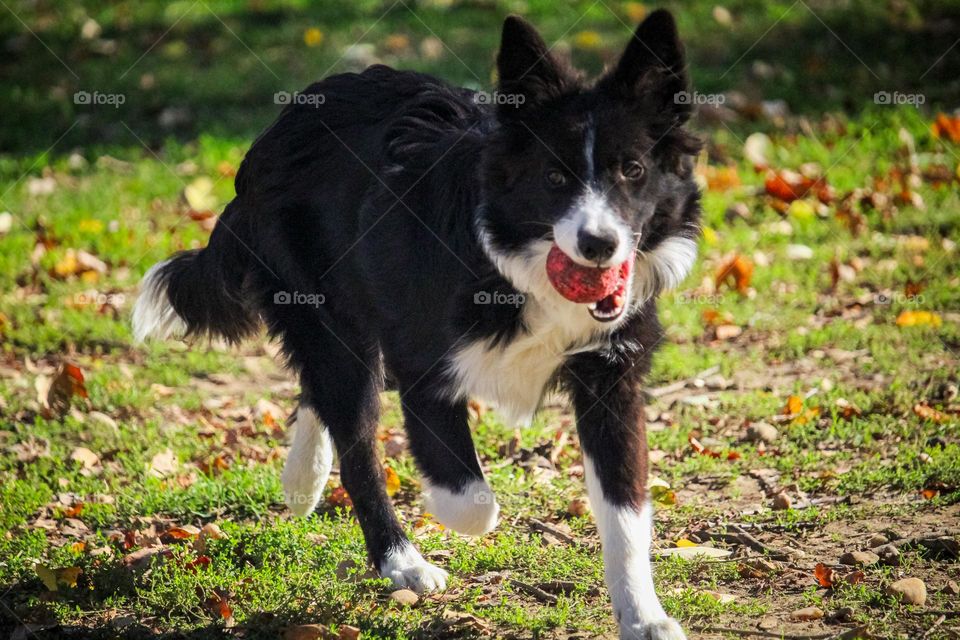 A dog caring a red ball