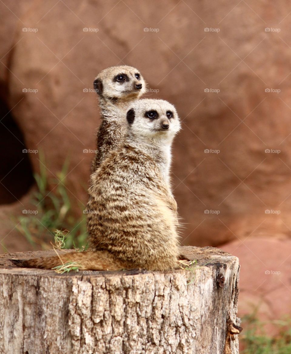 Meerkats