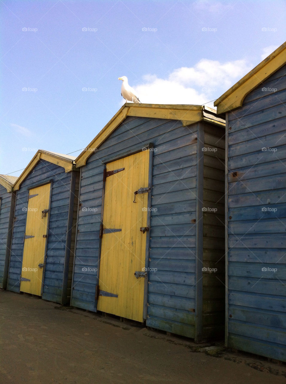 beach hut seagull whitstable by theboydanny
