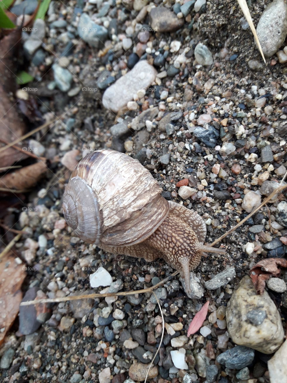 snail