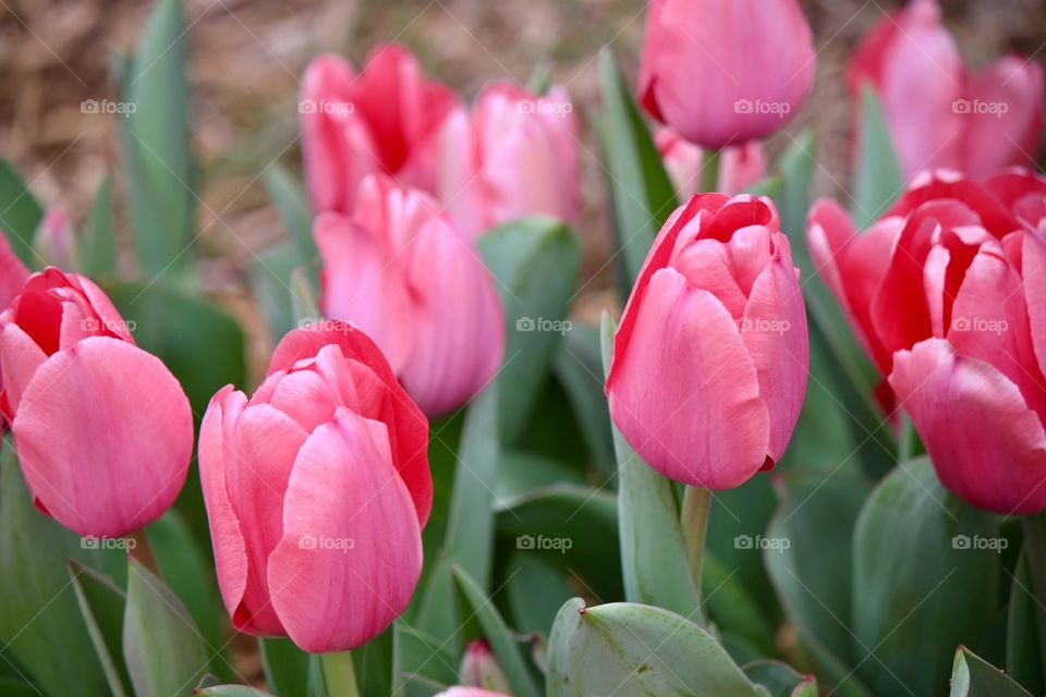 Gorgeous Pink Tulips 