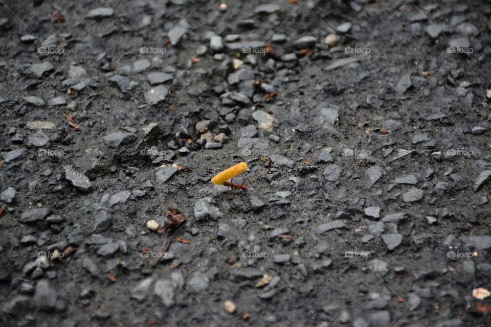 ant carrying pasta on pavement