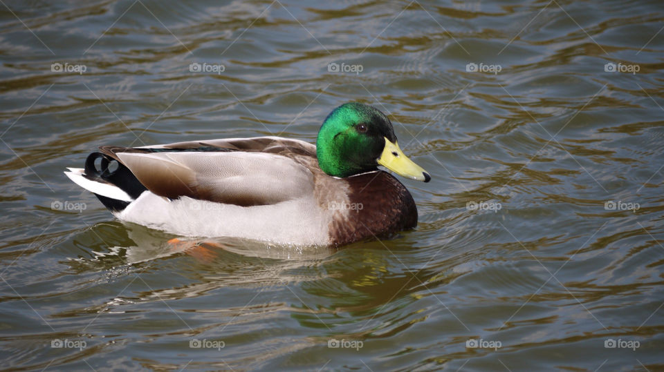 Stunning duck