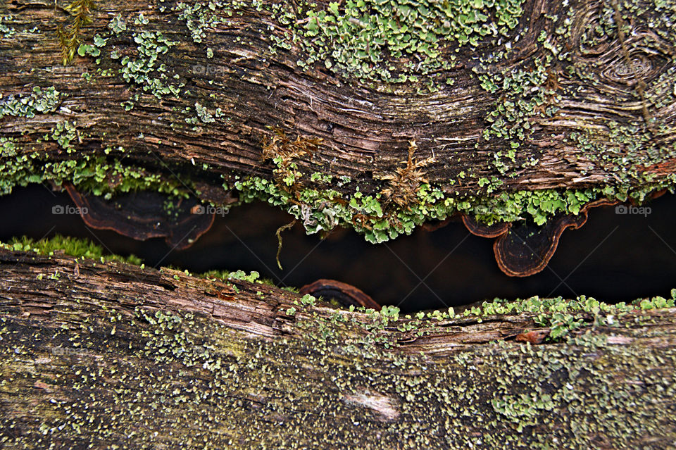 свой микромир на дереве.