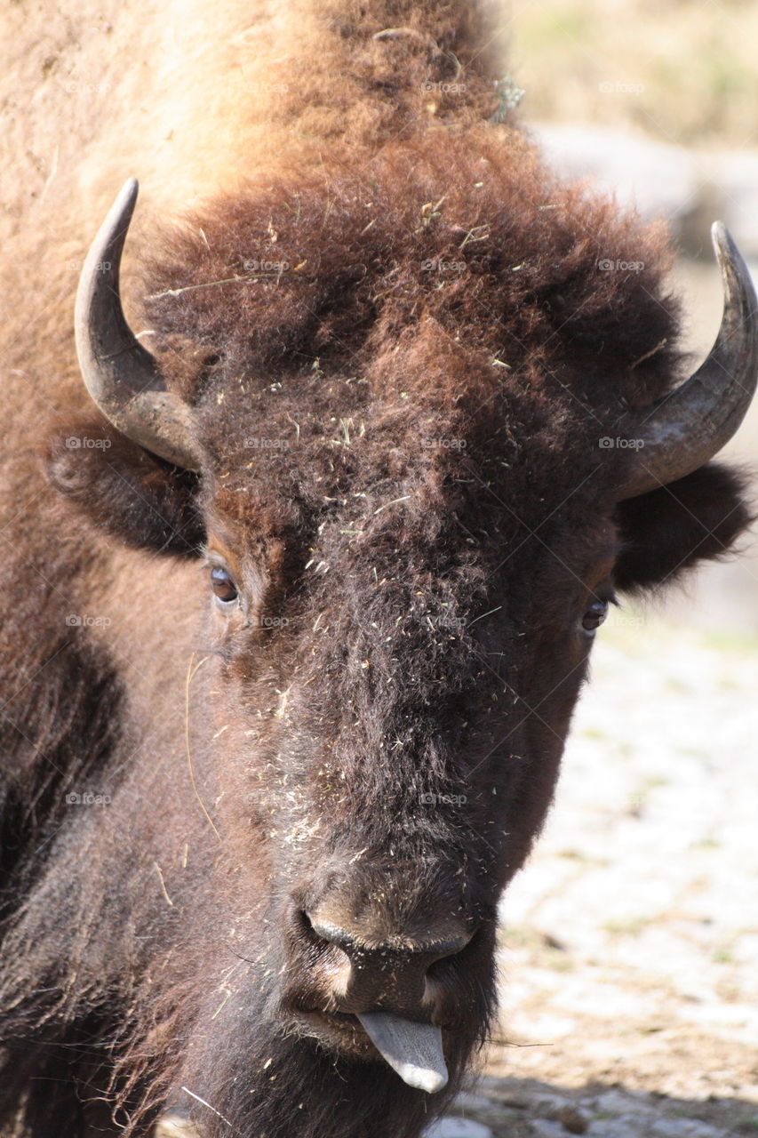 American bison