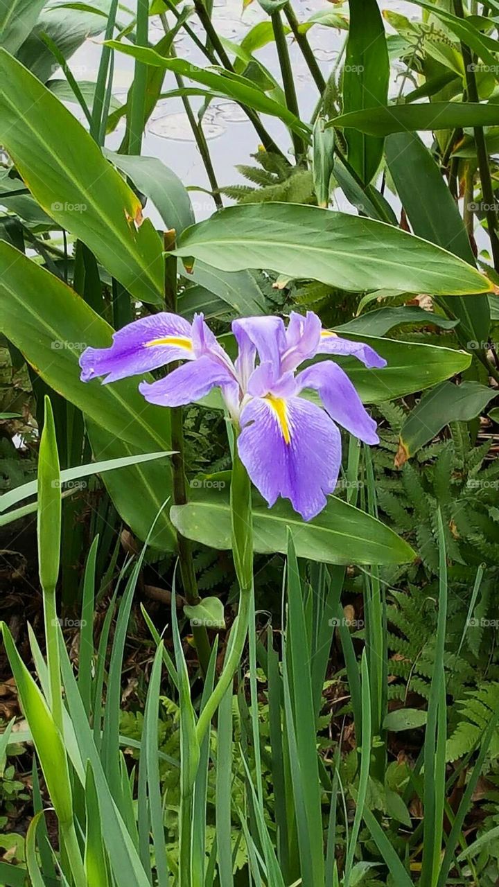 Giant blue iris