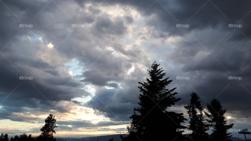 Spruce against Golden Skies over Rutland