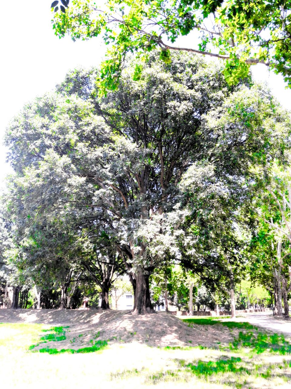 tree in the park