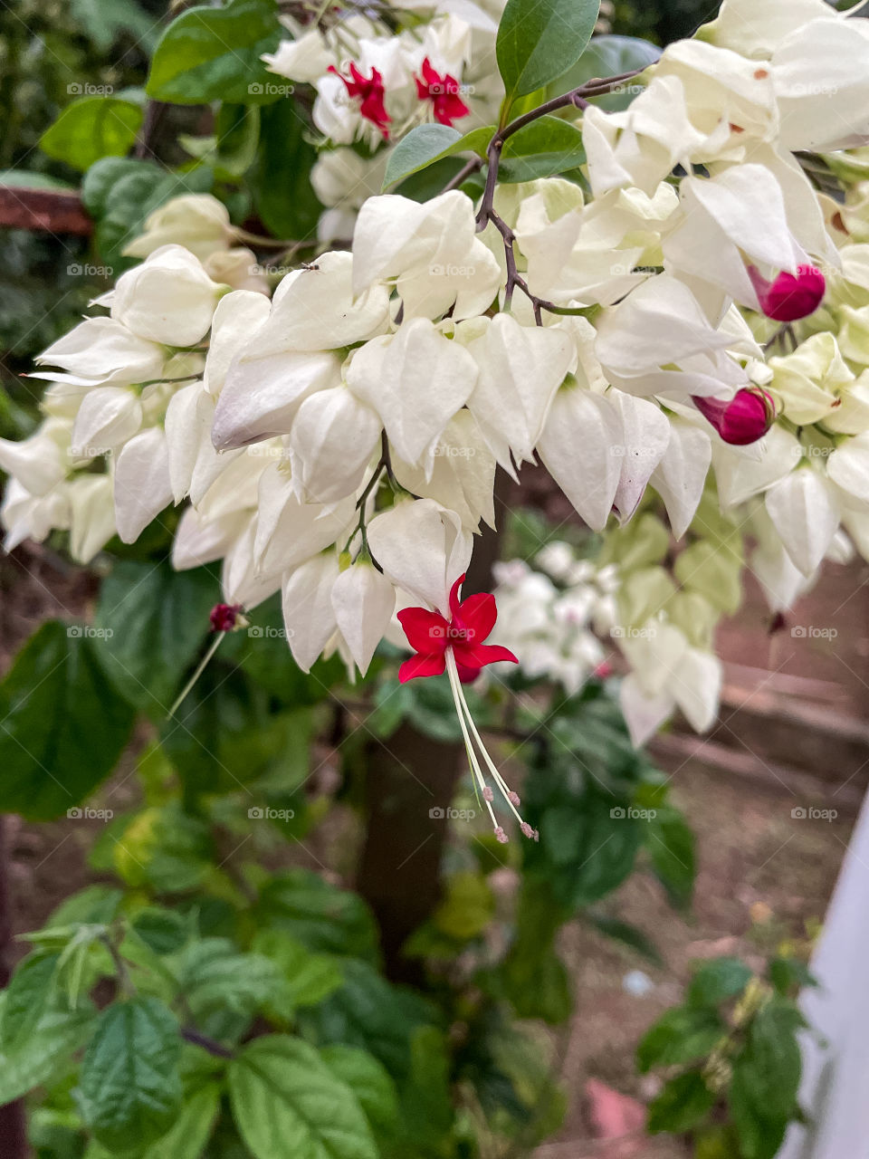 Portraits of a plant 