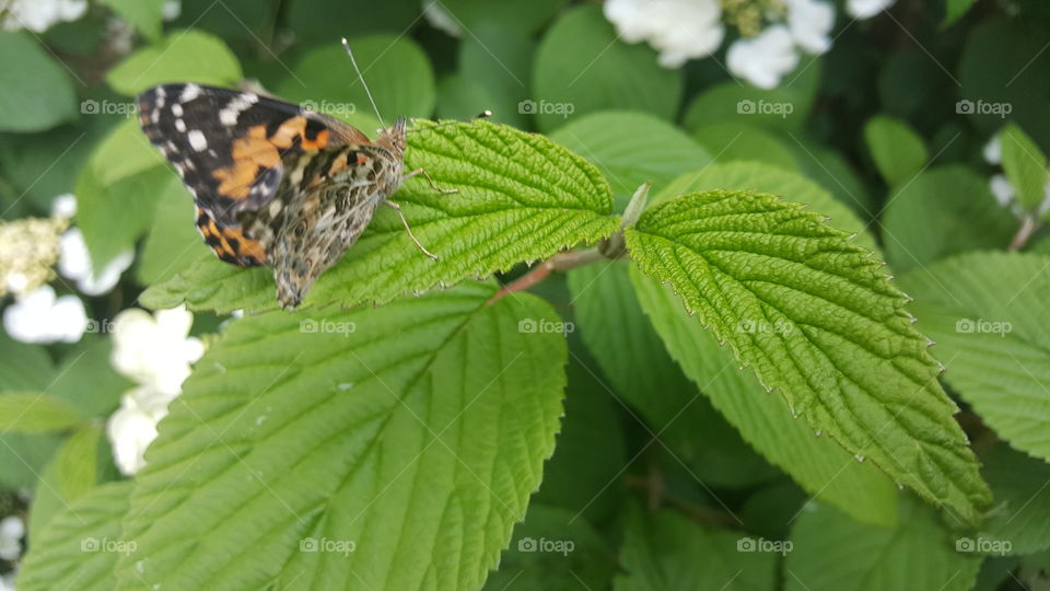 Butterfly project